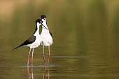 Black-necked Stilts