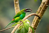 Crimsone-rumped Toucanet with Seed