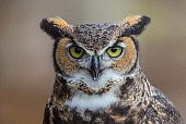 Great Horned Owl