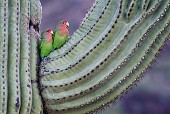 Rosy-faced Lovebirds on Saguaro Cactus Arm