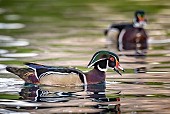 Wood Ducks