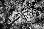 Spanish Moss