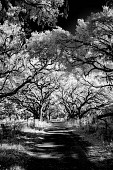Tree Road