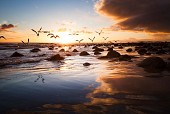 Seagull Sunset