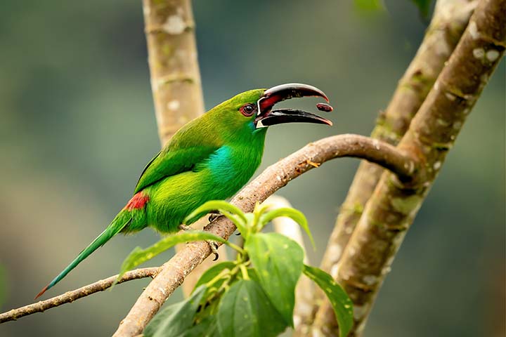 Crimsone-rumped Toucanet with Seed