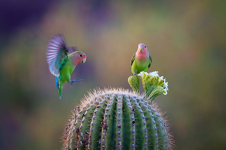 Rosy-faced Lovebirds with Saguaro Cactus Flowers