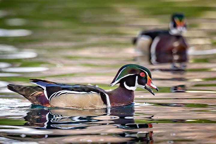Wood Ducks
