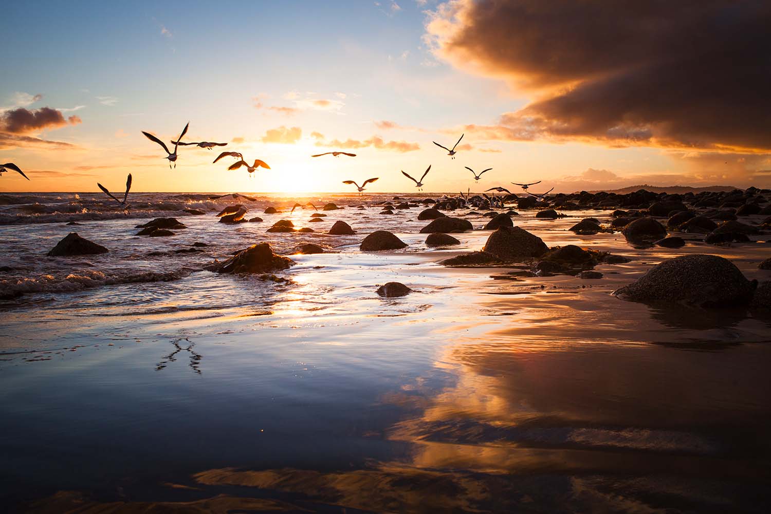 Seagull Sunset